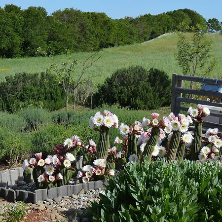 Lavanda Noci